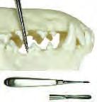 As the width of the blade increases the tooth is forced from the alveolus. The triangular cross section of the blade supports the structure of the tooth during extraction.
