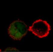 A OT-I CD8 + CTLs were conjugated with CFSE-labeled OVA 27-264 -pulsed or non-pulsed EL-4 cells for 3 min, fixed, and stained with anti-adap (red).