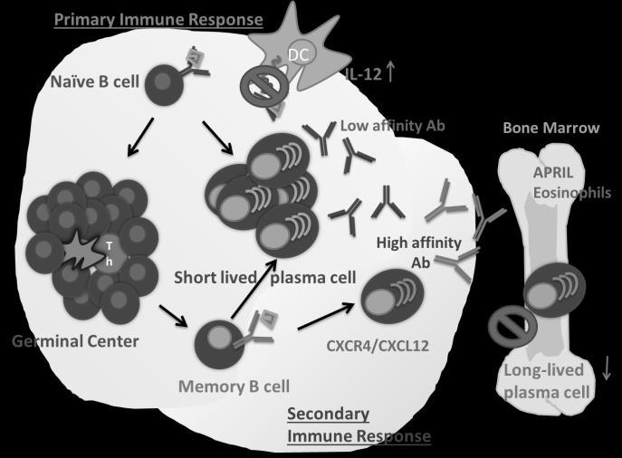 Supplemental Figure 3. 6 Chapter Three Model. In the primary adaptive immune response to S.