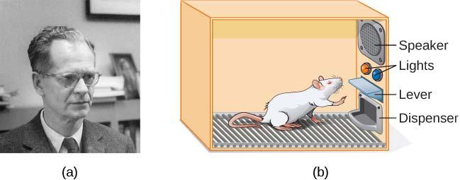 FIGURE 6.10 (a)b. F. Skinner developed operant conditioning for systematic study of how behaviors are strengthened or weakened according to their consequences.