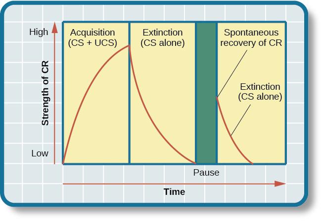 FIGURE 6.7 This is the curve of acquisition, extinction, and spontaneous recovery.