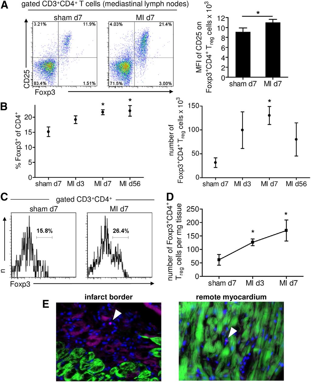 Weirather et al Cells Modulate Macrophage Differentiation Post-MI 57 Downloaded from http://circres.ahajournals.