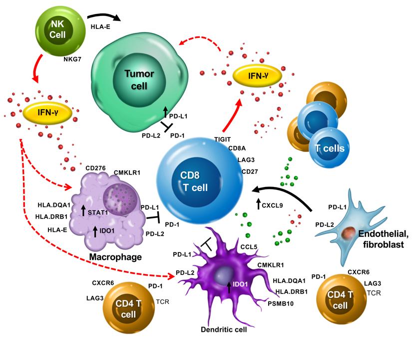 RESEARCH ARTICLE The Journal of Clinical Investigation Figure 8. The T cell-inflamed gene expression signature highlights the complex biology of the host immune microenvironment.