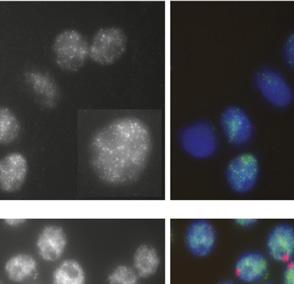 cells (day 0) RNA COT-1 RNA merge m