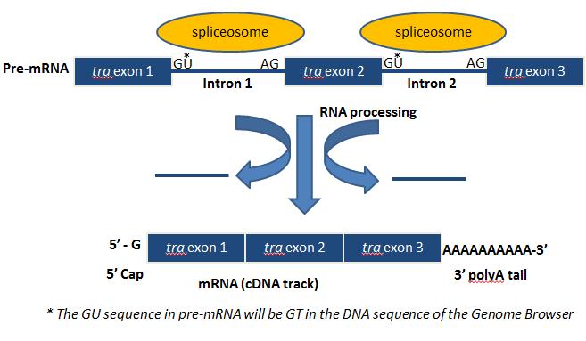 Figure 1 Diagram of mrna processing that converts a pre-mrna to a processed mrna. The first step in pre-mrna processing occurs at the 5 end of a messenger RNA.
