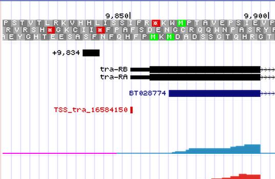 The new Genome Browser image (Figure 3) shows the 5' end of the pre-mrna transcript (i.e. the start of transcription) based on the CAGE experiment (modencode track) with the additional lines of support.