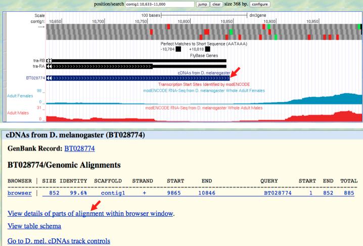 12. Click on the "BT028774" feature under the "cdnas from D. melanogaster" track and then click on the "View details of parts of alignment within browser window" link (Figure 5).