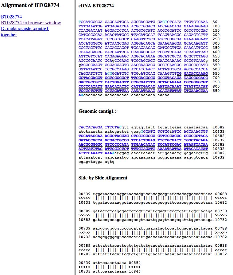 FIGURE 6 ALIGNMENT OF THE D. MELANOGASTER CDNA BT028774 WITH THE END OF CONTIG1. Q7. Scroll up to the to the 'cdna BT028774 area.