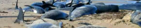 have been found in stranded dolphins tissue Toxins include PCB(