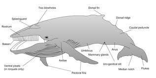 2 main classes of whales: baleen and toothed Baleen Whales: filter feeders with baleen plates; eat zooplankton and small fish