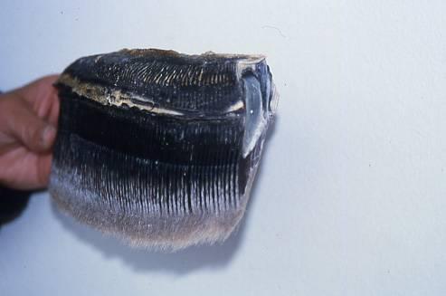 The Baleen whales all possess hundreds of plates of baleen instead of teeth.