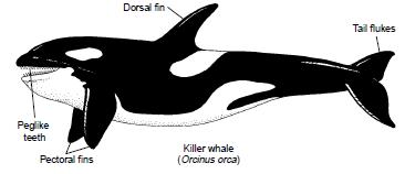 Killer whale, or orca Swimming in Whales Fastest of all marine mammals 55km/hr Tail flukes: in cetaceans, hind flipper