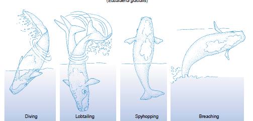 Diving: most common activity of whales. Use pectoral fins to change position from horizontal to vertical.