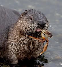 The Sea Otter Spend most of their life in the ocean Eat, sleep,