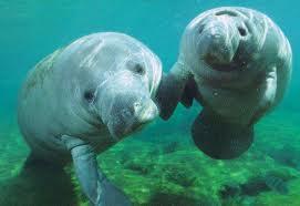 Manatees and Dugongs Winter manatees stay in warm coastal rivers Summer migrate to warm ocean waters