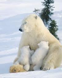 The Polar Bear Polar bears prefer seal but also ear fish, birds, and plants