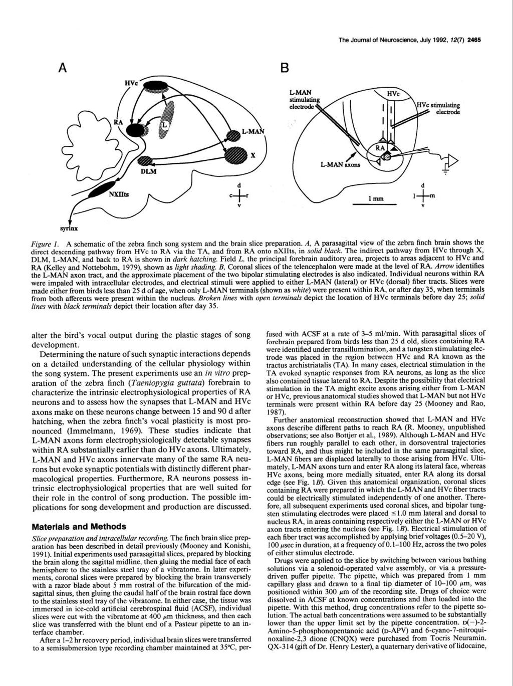 The Journal of Neuroscience, July 1992, 12(7) 2465 A syrinx Figure 1. A schematic of the zebra finch song system and the brain slice preparation.