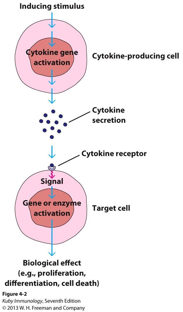 Susceptibility determined by receptor expression Increase cytokine receptors
