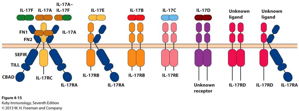 IL-17 Receptor Family Composed of 5 protein chains: IL-17RA, IL-17RB, IL-17RC, IL-17RD and