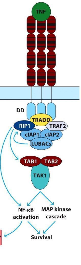 Common features of IL-1, IL-17 and TNF family signaling: NFκB pathway But the receptors, signaling mediators, and