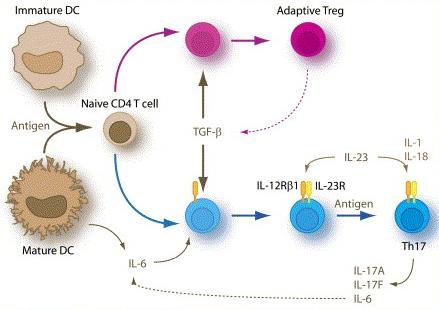 Development of Th17 vs Treg Cells Foxp3/IL-10 Smad3 Smad3