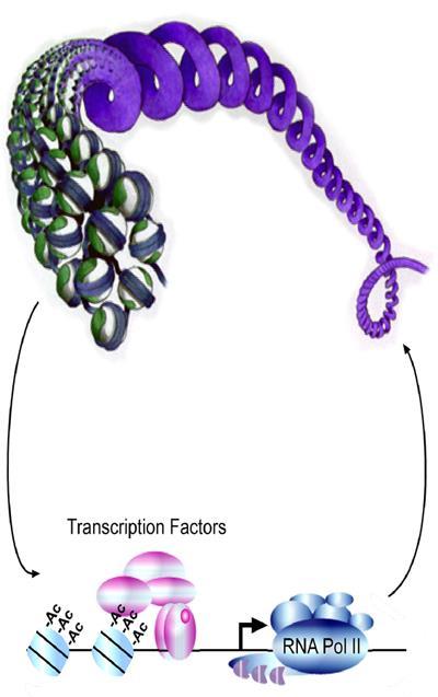 Alterations in Chromatin Structure T H1 conditions: Ifng activation 1. Transcription factors direct chromatin remodeling activity (recruit histone acetyl transferase (HAT), etc) 2.