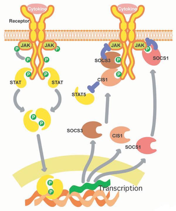 Activity of Suppressor of Cytokine Signaling (SOCS/CIS) SOCS compete with STATs for cytokine