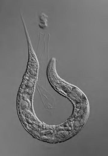 14 5 Fig. 5.1 shows the nematode, Caenorhabditis elegans. Fig. 5.1 (a) (i) State the genus of this nematode.