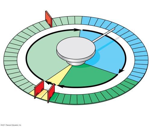 The Cell Cycle Control System Figure 12.
