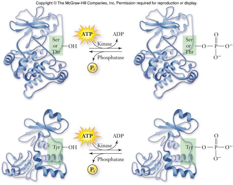 rotein Dephosphorylation Fig. 9.