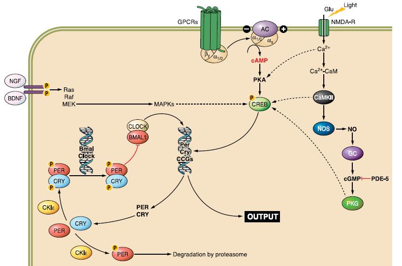 Signal transduction mechanisms involved in circadian