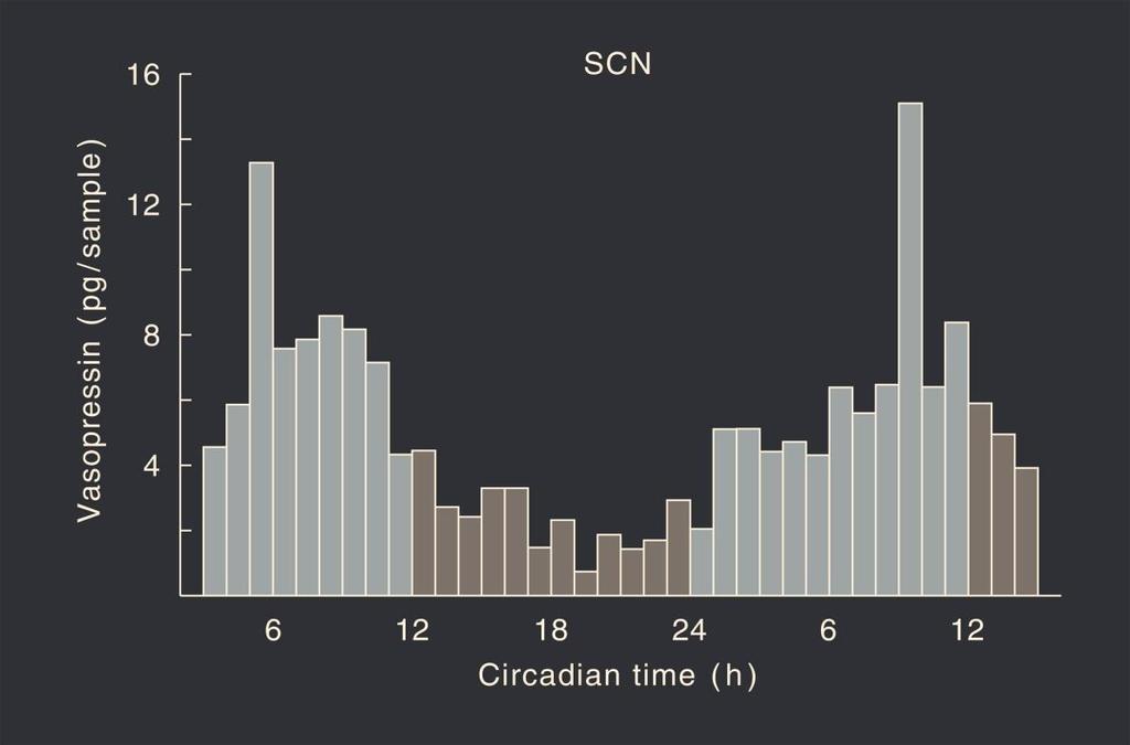 Synchronized circadian information reaches other brain structures to control circadian