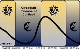 What are the parameters of a circadian rhythm?