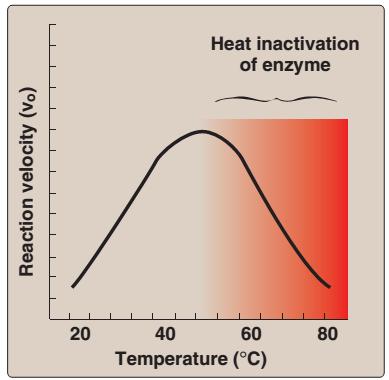 B. Temperature The optimum temperature for most human enzymes is between
