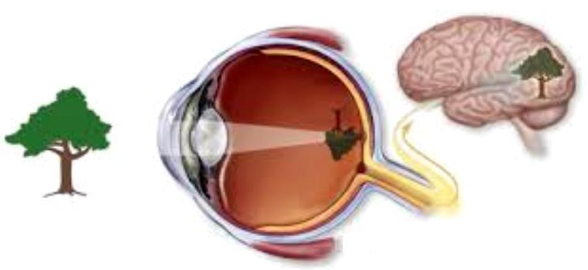 Children s Vision Problems and Amblyopia - What is Amblyopia? - The brain favors one eye over the other.