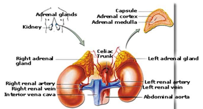 fun? Adrenal Gland Basics 5 6 Function of Adrenal Glands Keep you safe in the face of danger Mobilize