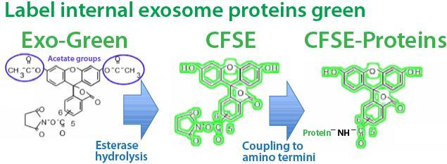 This activates the CFSE to fluoresce green and is then coupled to the amino ends of proteins.