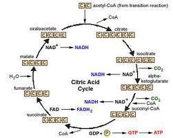 TOPIC 4: ELECTRON TRANSPORT CHAIN AND OXIDATIVE PHOSPHORYLATION The final stage in cell respiration begins with the donation of two electrons from each NADH and FADH2 to an electron transport