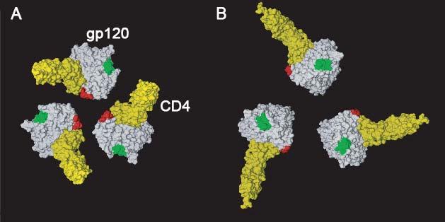 Figure S2. Conformational changes that affect the V2 domain in HIV envelope trimer before and after CD4 binding.