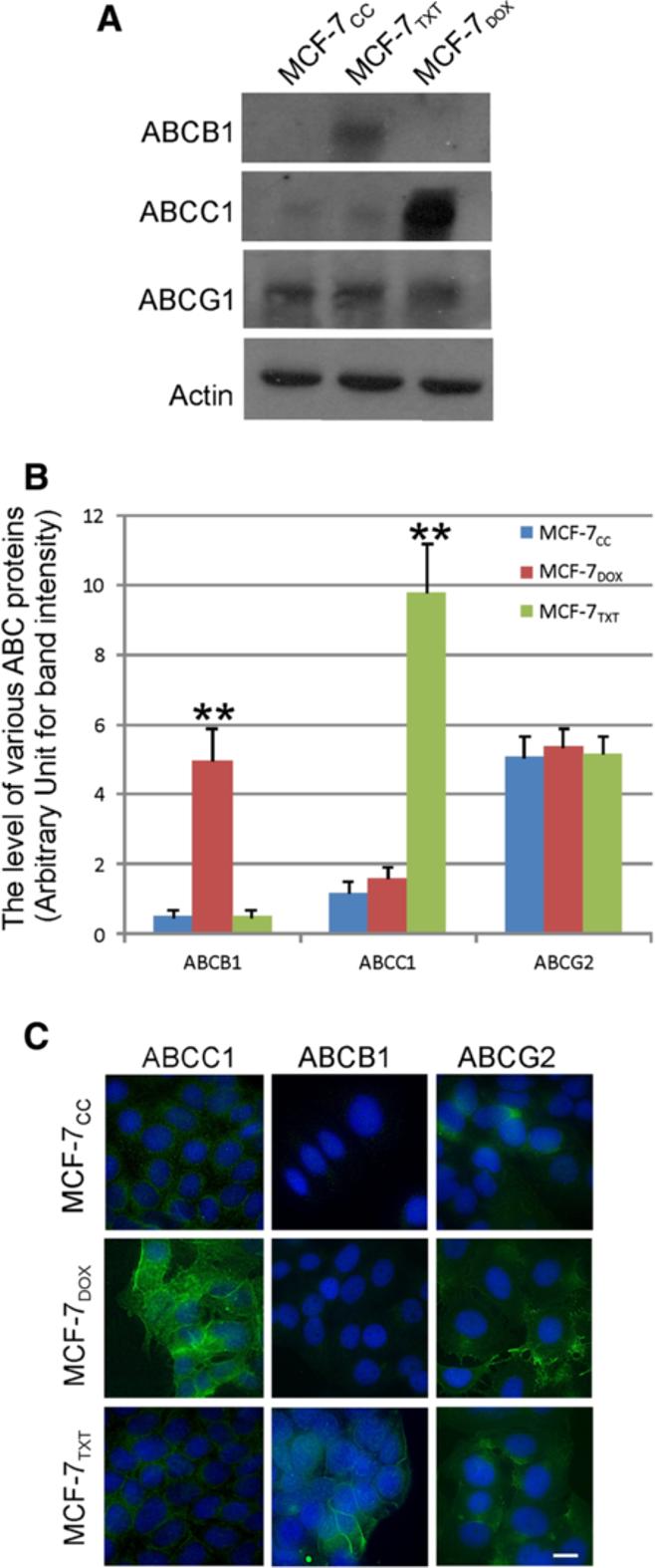 Wang et al. BMC Cancer 2014, 14:37 Page 6 of 15 Figure 2 The expression and localization of ABC proteins.