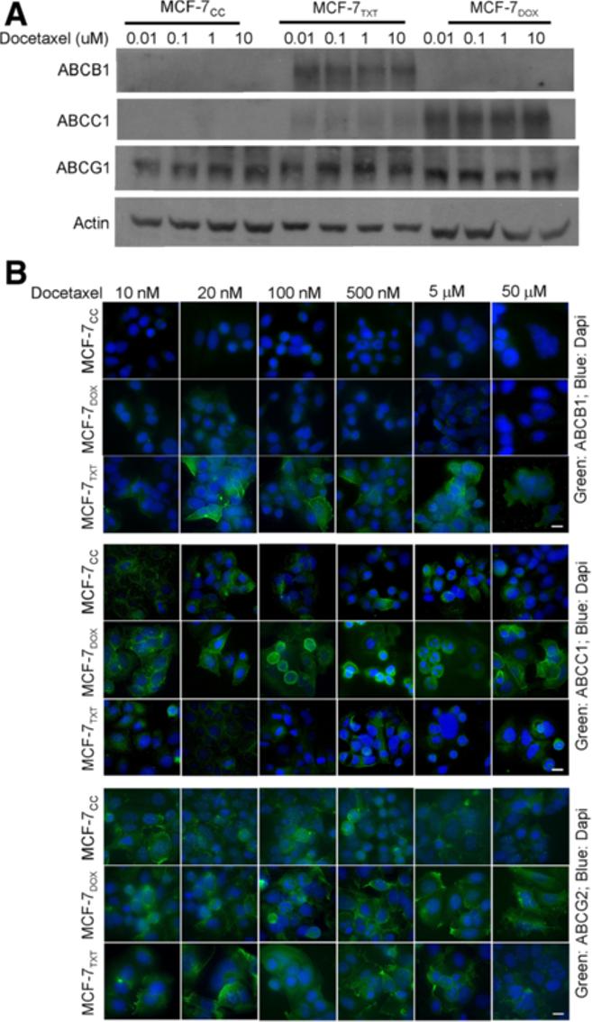 Wang et al. BMC Cancer 2014, 14:37 Page 7 of 15 MCF-7 DOX cells were killed by doxorubicin. Thus, it seemed that the dead cells detached from the coverslip following their treatment with doxorubicin.