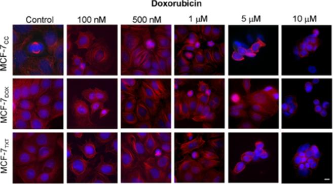 Wang et al. BMC Cancer 2014, 14:37 Page 9 of 15 Figure 5 The effects of doxorubicin on the microtubule formation, M-phase arrest and cell apoptosis on the selected MCF-7 cell lines.