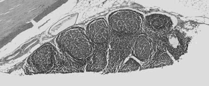 On which close-up image(s) can you see glands in the submucosa? (hint: there's 2) Q13. Image "D" is a close-up of which other image, just "upside down"?