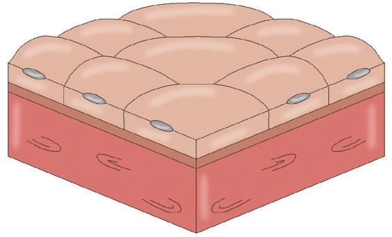 3 What two factors determine the distance from the free surface to the basal surface in epithelial tissue? 4 What is the basement membrane? MODULE 2 5 Is the basement membrane vascular or avascular?