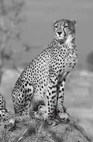 4 2. Twenty thousand years ago, cheetahs (Acinonyx jubatus) roamed throughout the savannahs and plains of four continents: Africa, Asia, Europe, and North America.