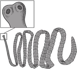 3. The diagram below shows the life cycle of the pork tapeworm Taenia solium.