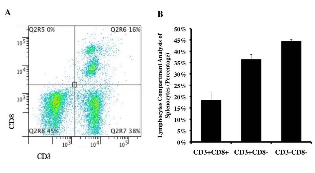 Supplementary Figure 8. A: The content of isolated splenocytes was evaluated by FACS analysis. B: The ratio of subpopulations in splenocytes used for adoptive transfer: CD3+CD8+ cells (18.
