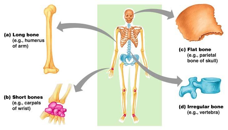 Classification of Bones on