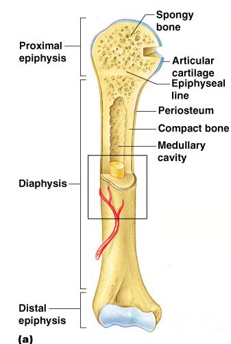 Structures of a Long Bone Medullary cavity
