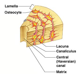 Microscopic Anatomy of Bone